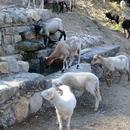 Les Bergeries "Le Figuier" Hotel Omessa ภายนอก รูปภาพ
